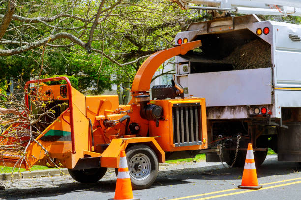 Best Tree Cutting Near Me  in Lake Shore, MN